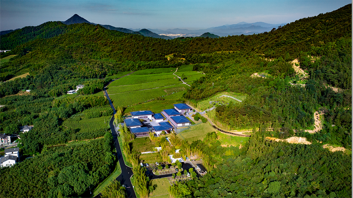 径山竹茶园全景